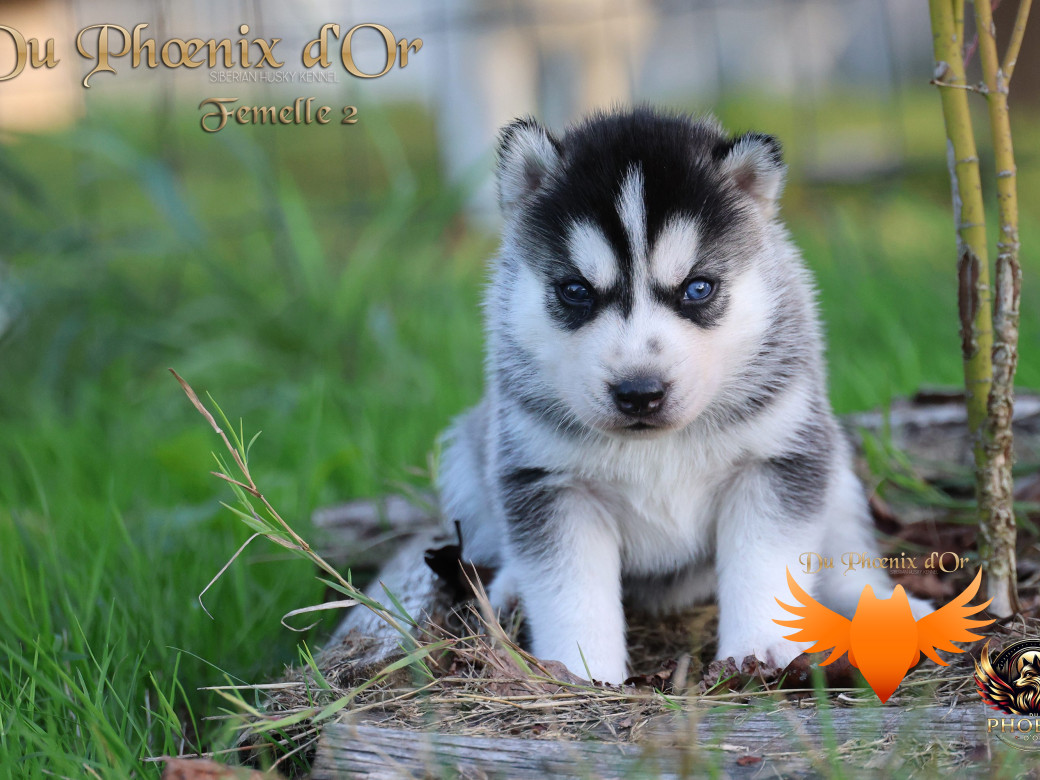 Photo 11 de Femelle 2 - Twilight x Yoshi (Août 2025)