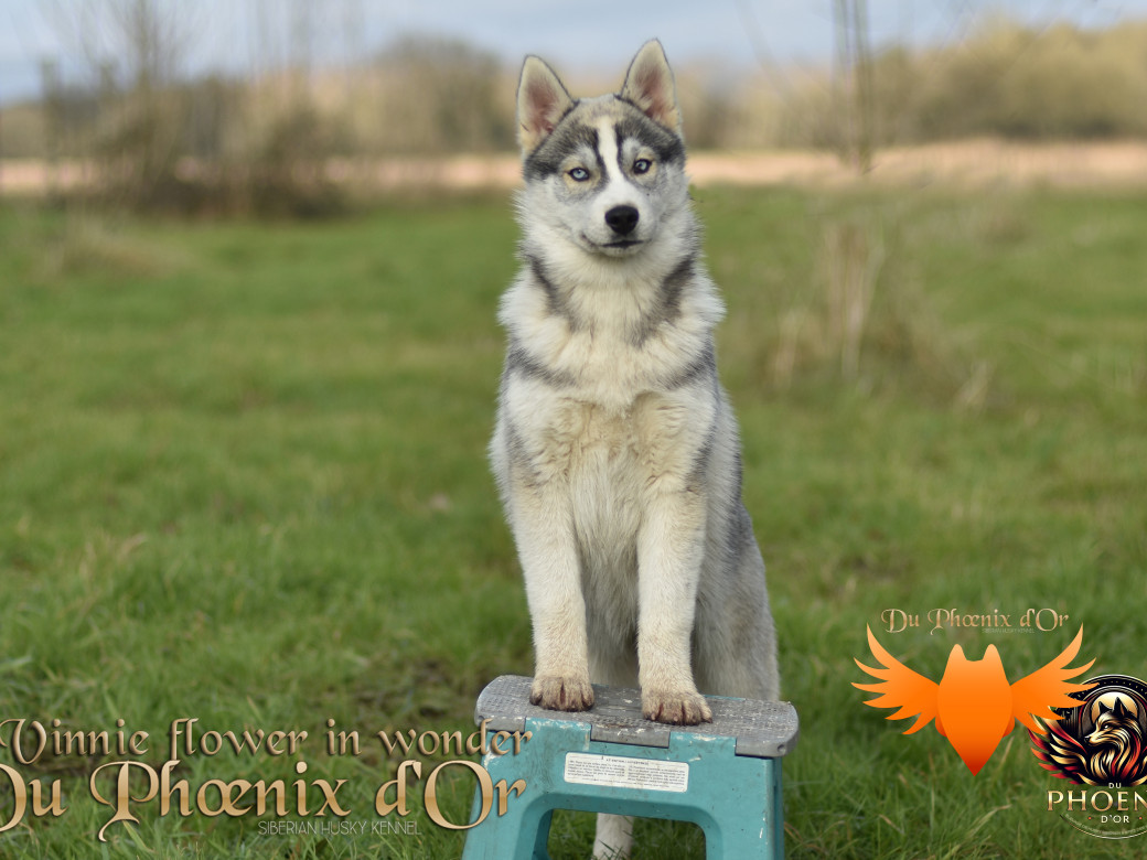 Picture of Vinnie flower in wonder du Phoenix d'or - Ruruk
