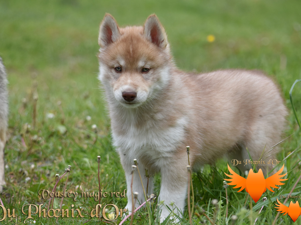 Picture of Veasley magic red du Phoenix d'or - Moon & Shiiro