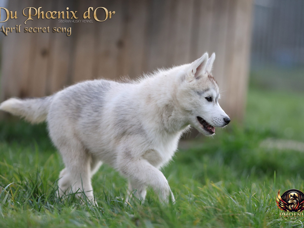 Photo 10 de Femelle 2 - Sweetie x Toruk (Septembre 2025)