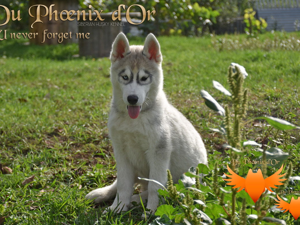 Picture of U never forget me du Phoenix d'or (Ustang)