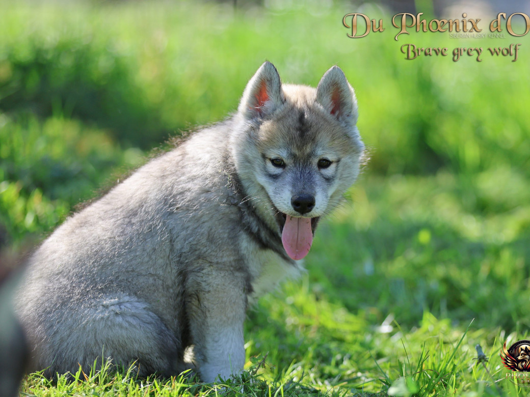 Photo 3 de Mâle 2 - Serena x Ragnar (Février 2026)