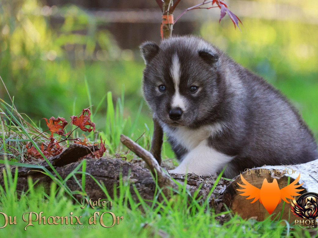 Photo 1 de Mâle 1 - Sweetie x Toruk (Septembre 2025)