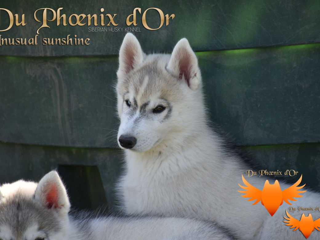 Picture of Unusual Sunshine du Phoenix d'or