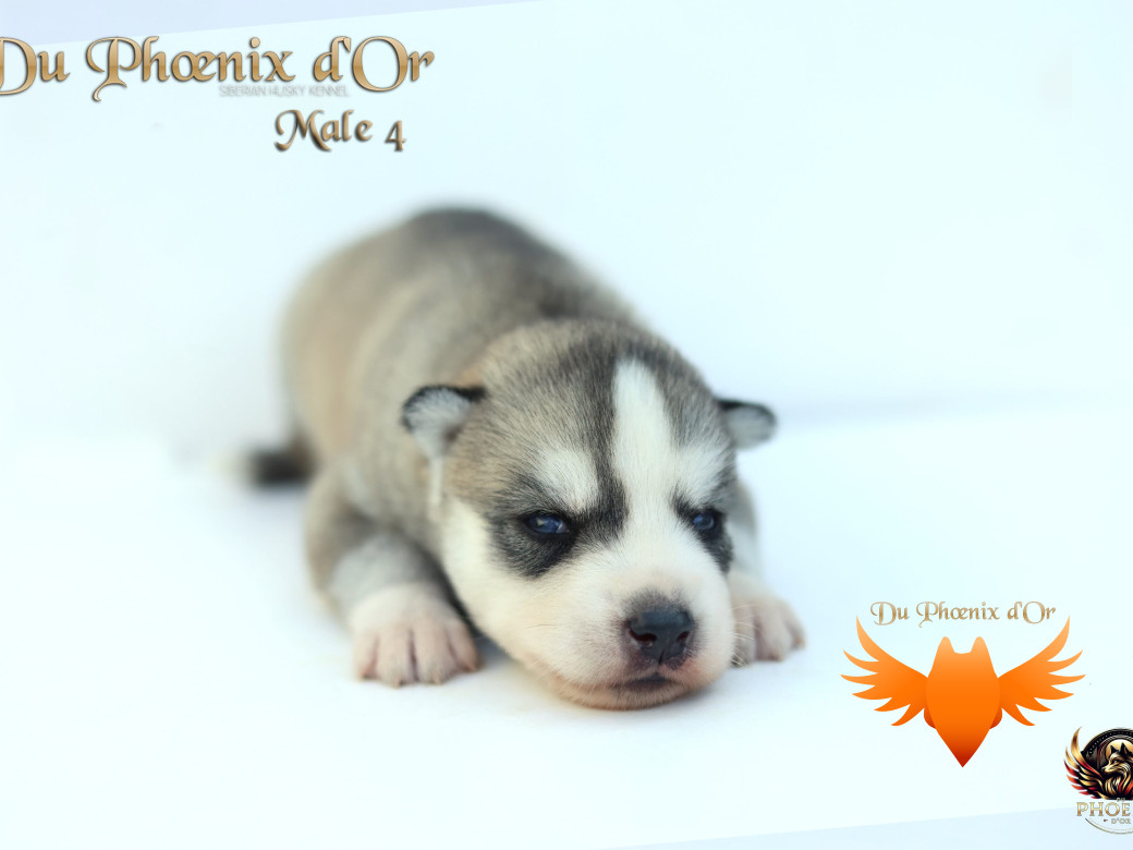 Photo 36 de Mâle 4 - Twilight x Yoshi (Août 2025)