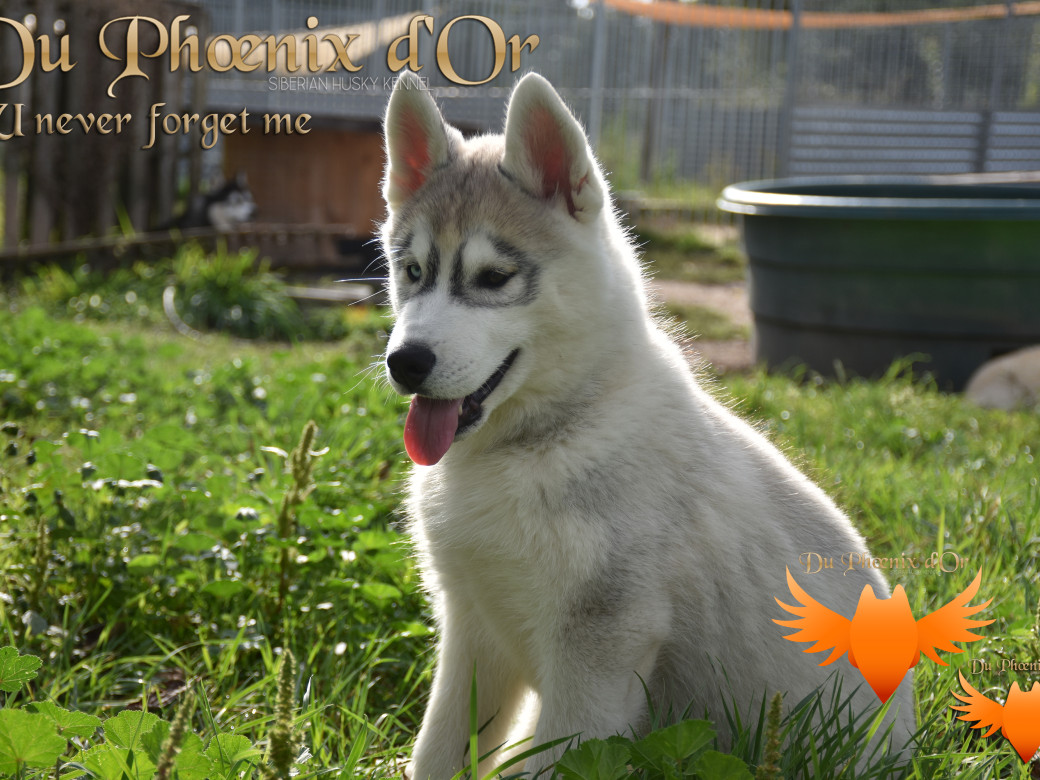 Picture of U never forget me du Phoenix d'or (Ustang)
