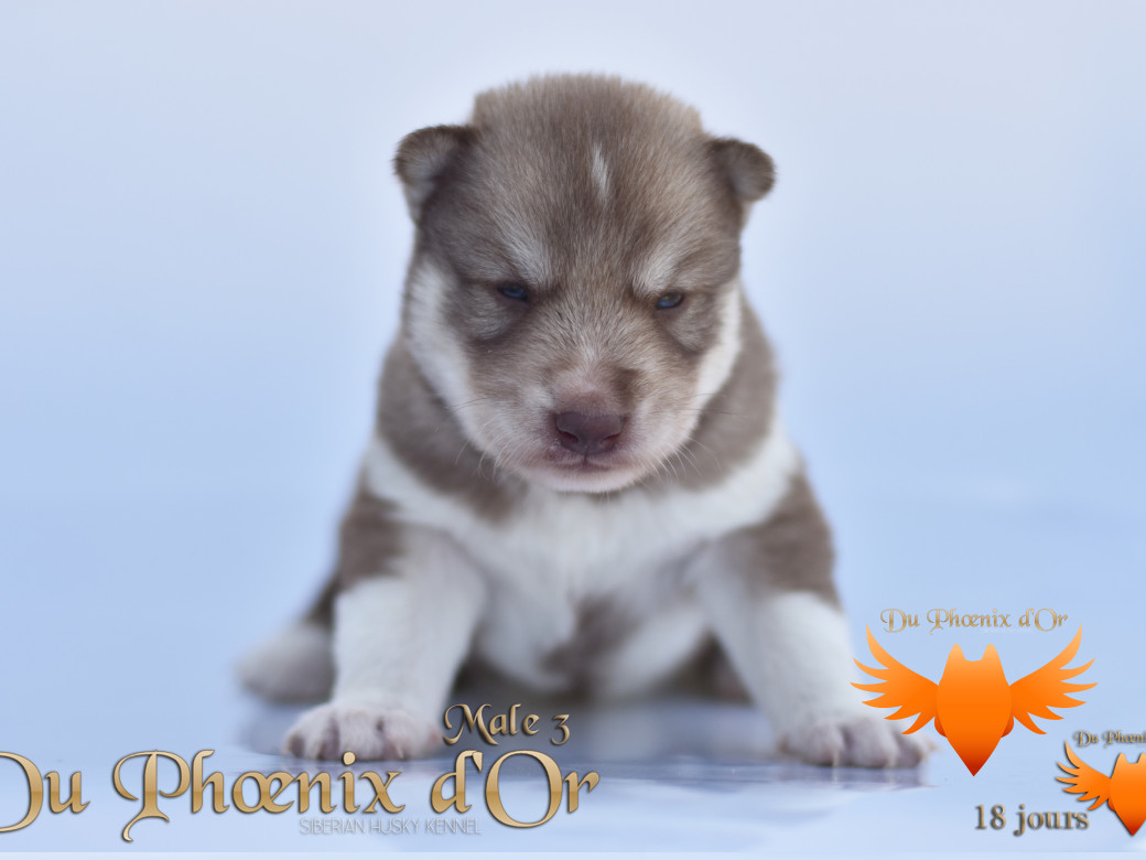 Picture of Veasley magic red du Phoenix d'or - Moon & Shiiro