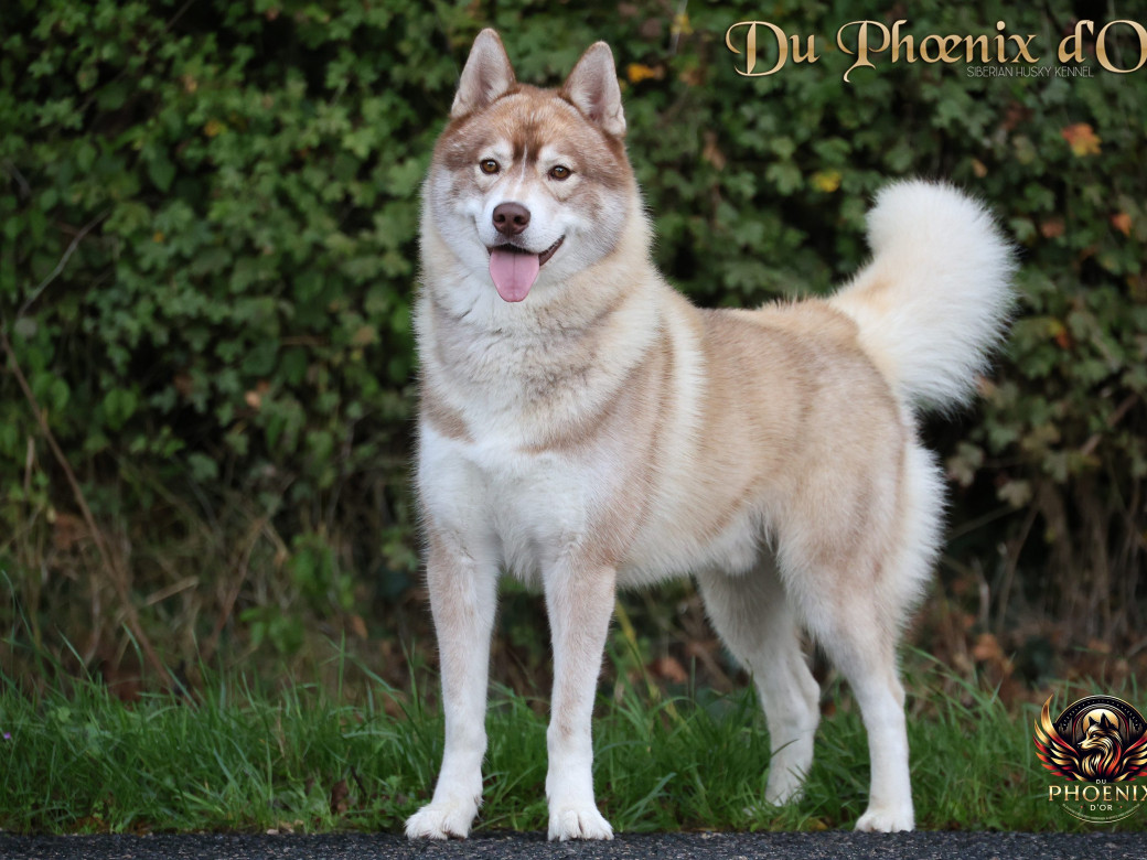 Photo 17 de Unix ultime touch the stars Du Phoenix D'Or