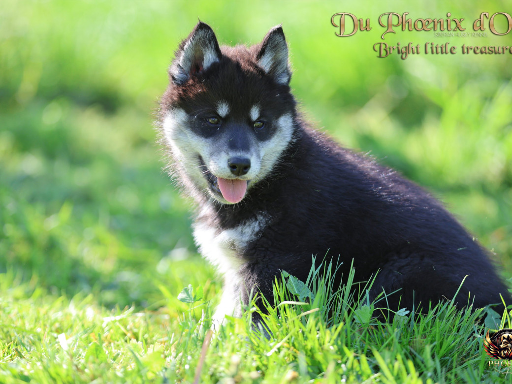 Picture of Femelle 1 - Serena x Ragnar (Février 2026)