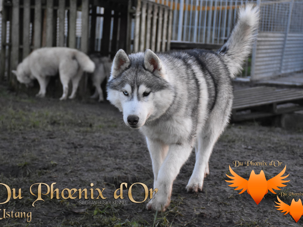 Picture of U never forget me du Phoenix d'or (Ustang)