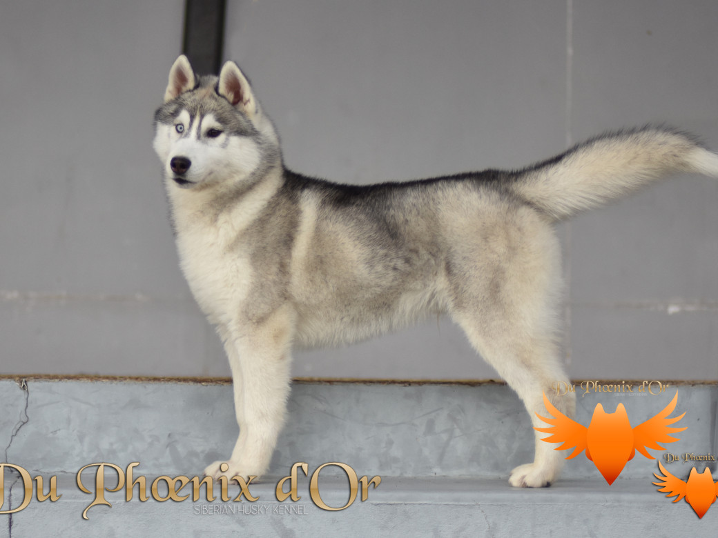 U never forget me du Phoenix d'or (Ustang)