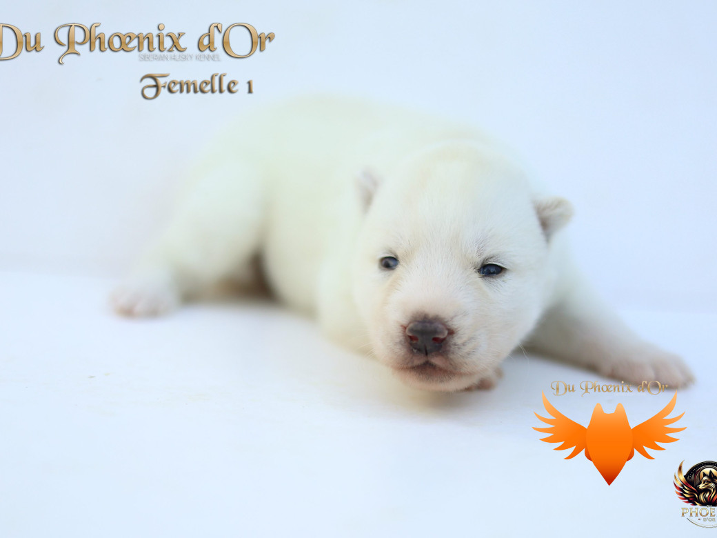 Photo 25 de Femelle 1 - Twilight x Yoshi (Août 2025)