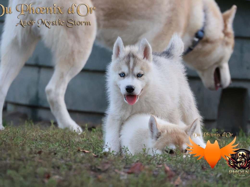 Photo 3 de Mâle 3 - Twilight x Yoshi (Août 2025)