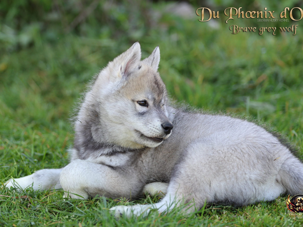 Photo 10 de Mâle 2 - Serena x Ragnar (Février 2026)