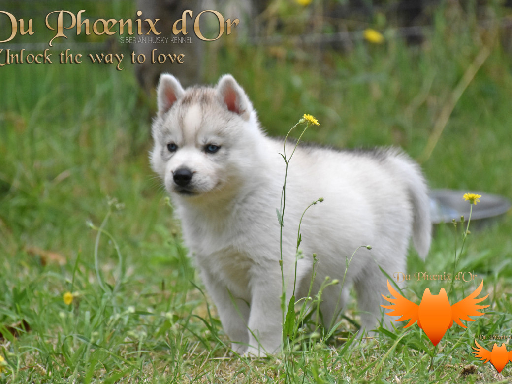 Picture of Unlock the way to love du Phoenix d'or