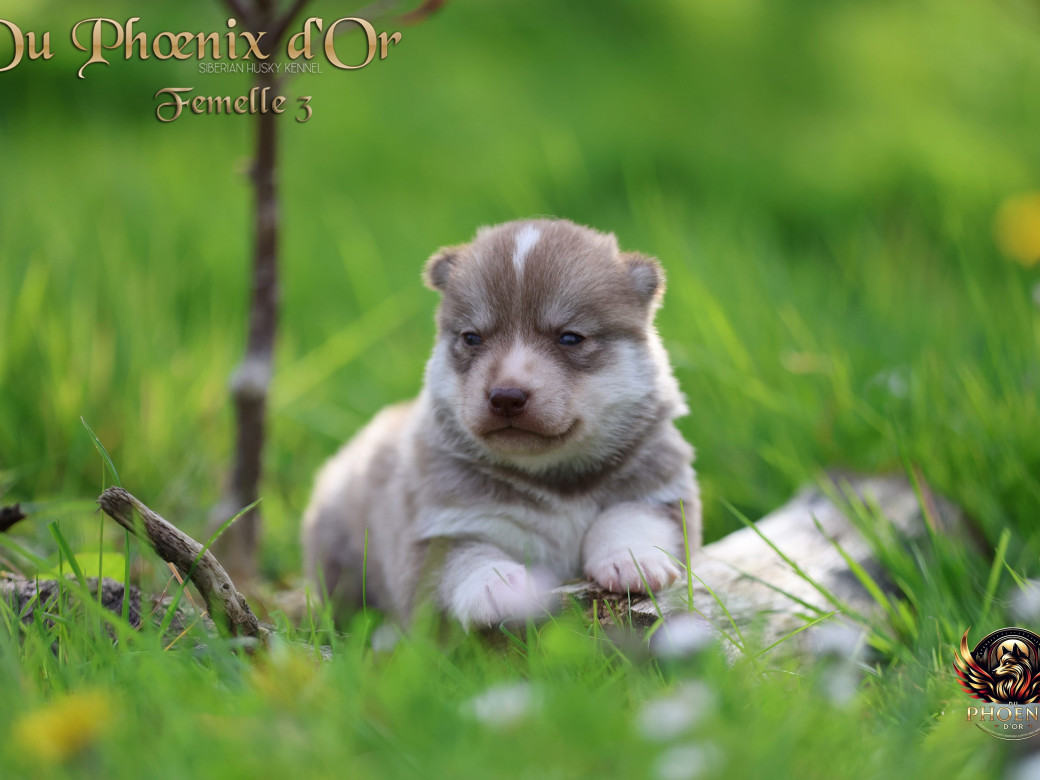 Photo 2 de Femelle 3 - Shana x Unix (Mars 2026)