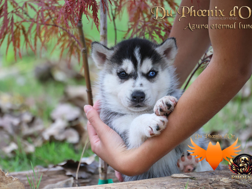 Photo 9 de Femelle 2 - Twilight x Yoshi (Août 2025)