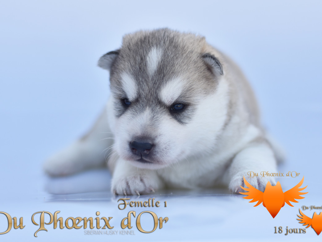 Picture of Vicky du Phoenix d'or - Moon & Shiiro