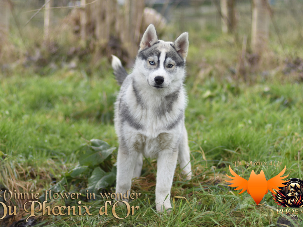 Picture of Vinnie flower in wonder du Phoenix d'or - Ruruk