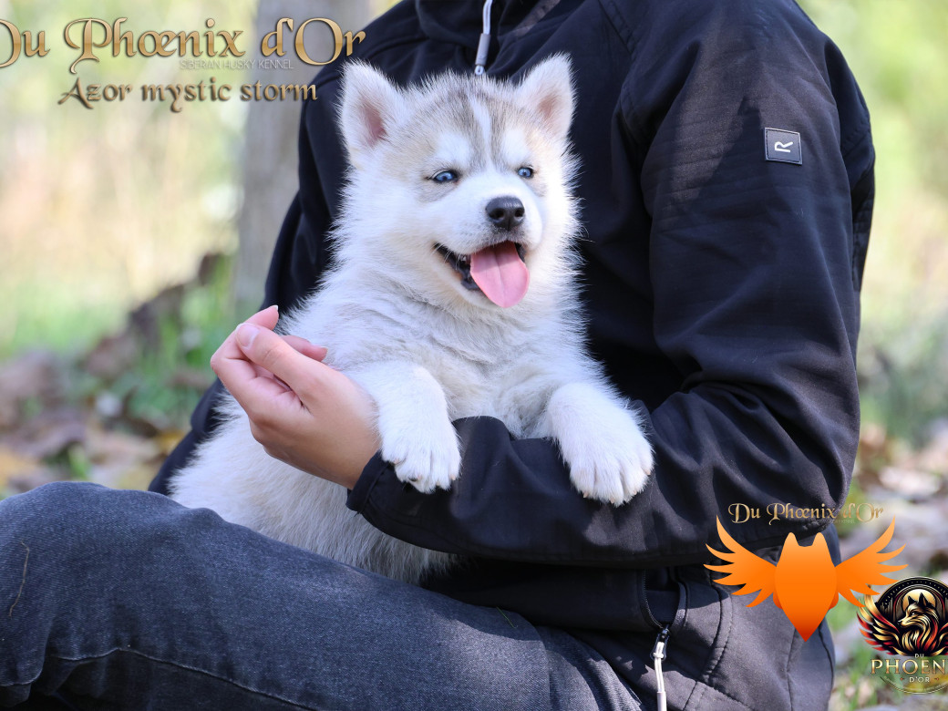 Photo 9 de Mâle 3 - Twilight x Yoshi (Août 2025)
