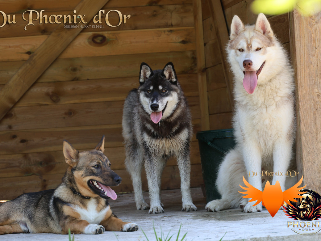 Photo 15 de Viking leader's pack - Portée Serena et Moky