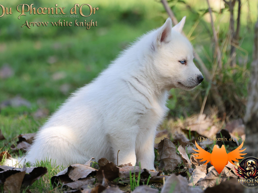 Photo 11 de Mâle 2 - Twilight x Yoshi (Août 2025)