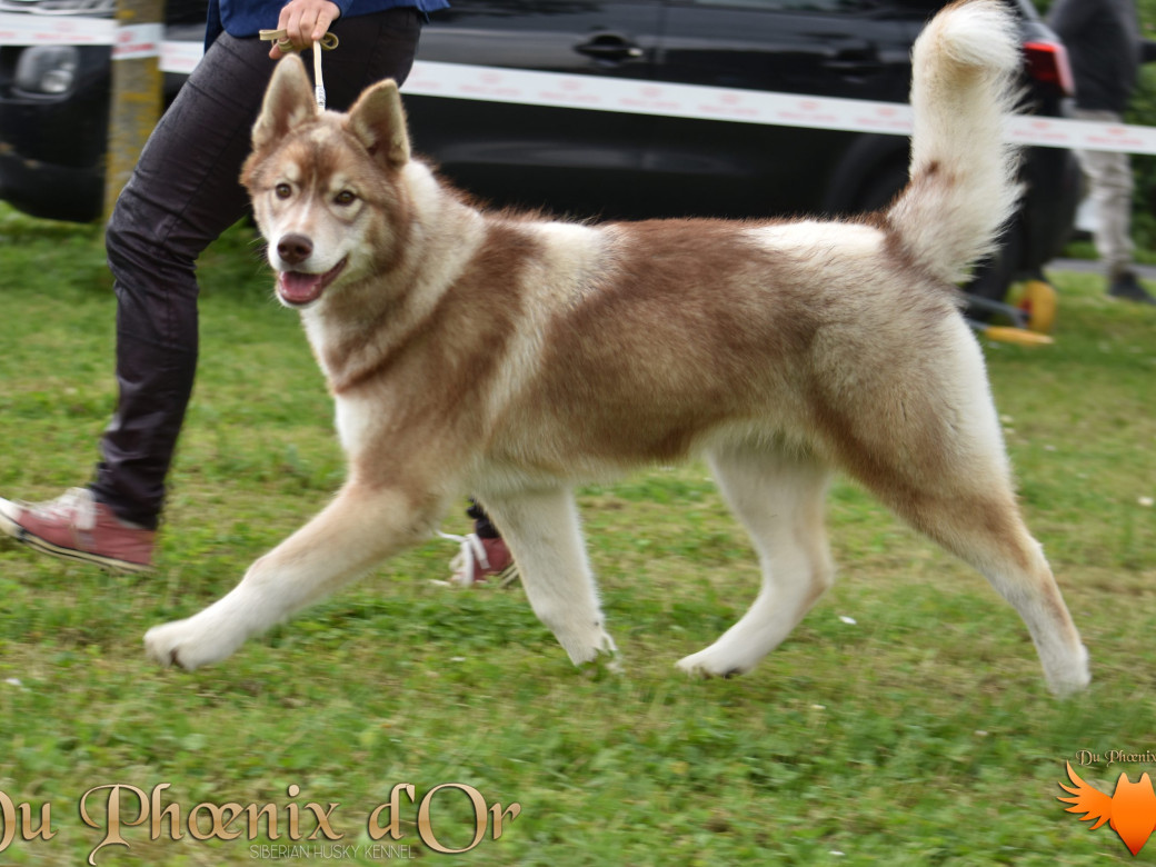 Photo 25 de Unix ultime touch the stars Du Phoenix D'Or