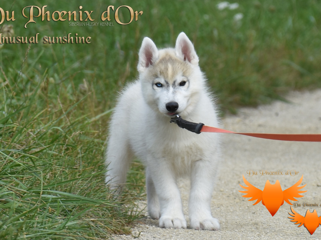 Picture of Unusual Sunshine du Phoenix d'or