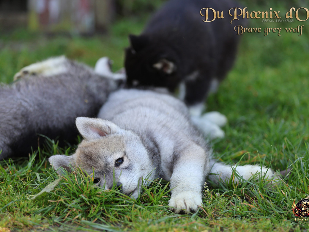 Photo 5 de Mâle 2 - Serena x Ragnar (Février 2026)