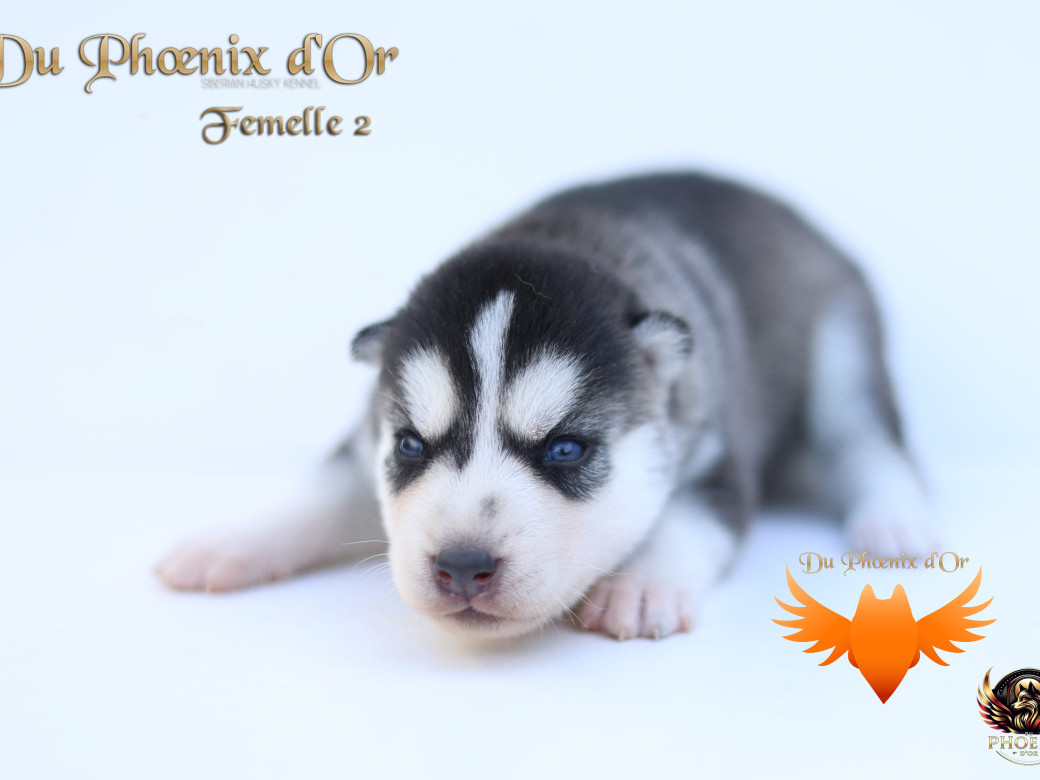 Photo 13 de Femelle 2 - Twilight x Yoshi (Août 2025)
