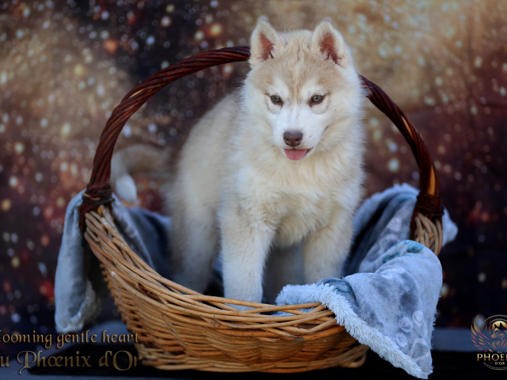 Photo 16 de Femelle 1 - Pandora x Moky (Janvier 2026)