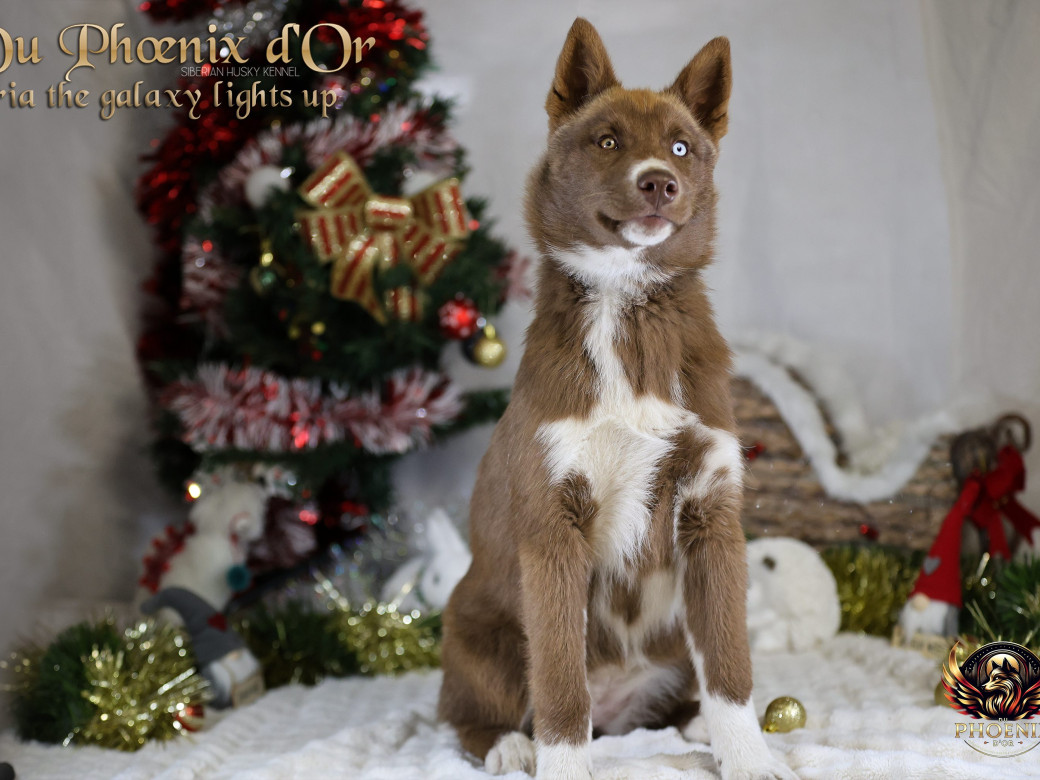 Photo 16 de Femelle 4 - Taïga x Ultra (Août 2025)