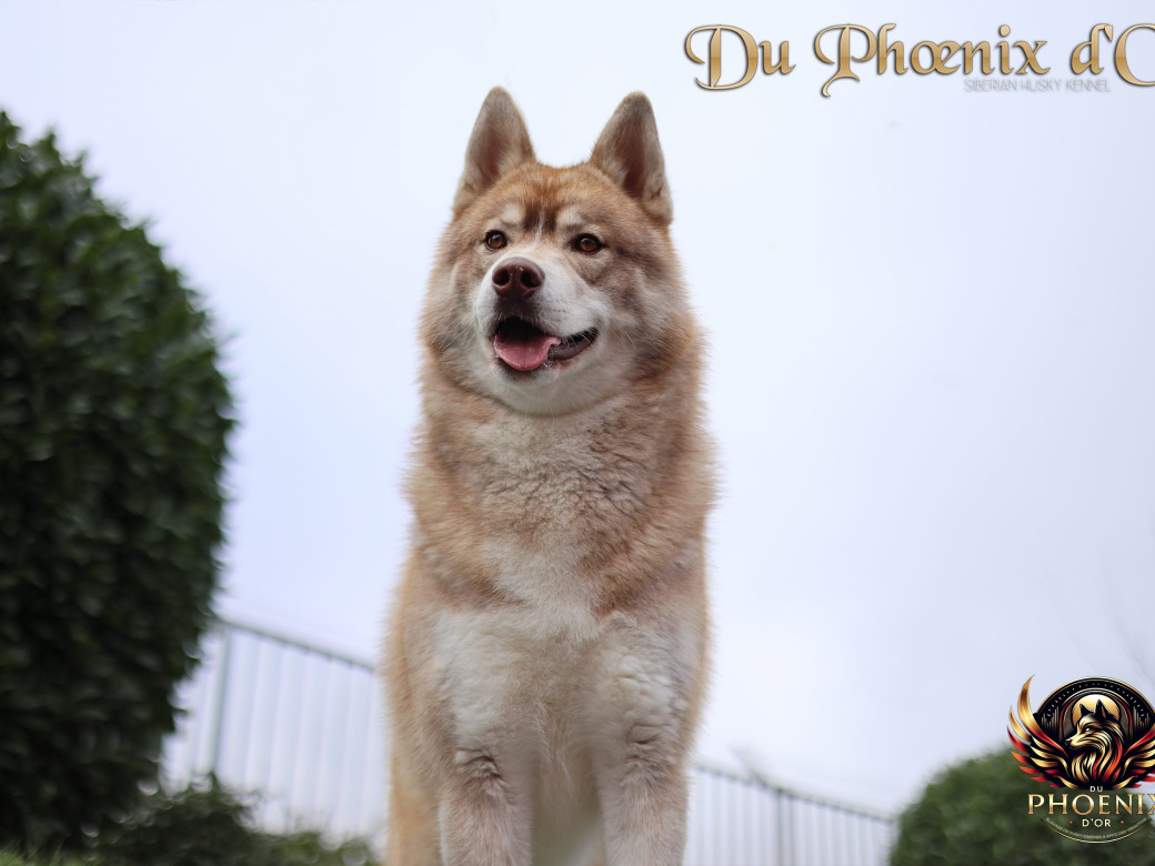 Photo 13 de Unix ultime touch the stars Du Phoenix D'Or