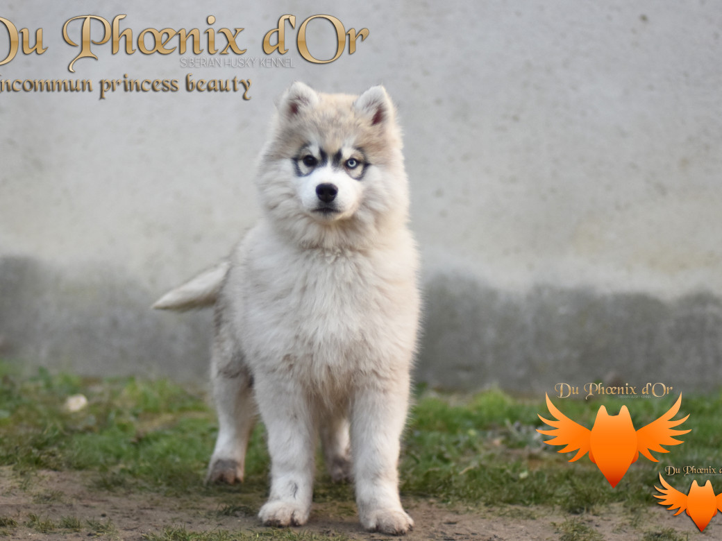 Uncommun beauty princess