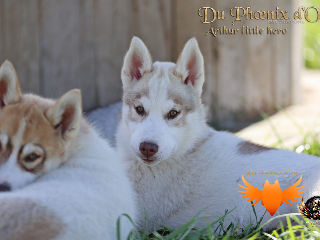 Photo 27 de Mâle 2 - Taïga x Ultra (Août 2025)