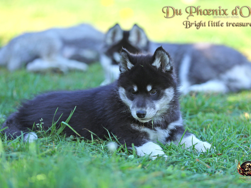 Photo 2 de Femelle 1 - Serena x Ragnar (Février 2026)