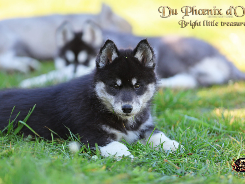 Photo 8 de Femelle 1 - Serena x Ragnar (Février 2026)