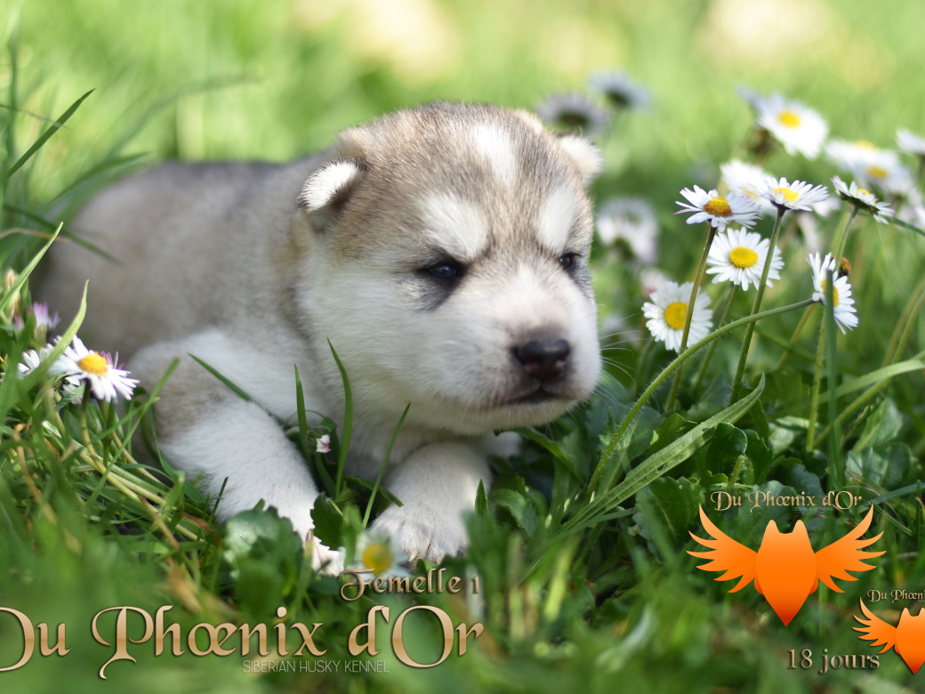 Picture of Vicky du Phoenix d'or - Moon & Shiiro