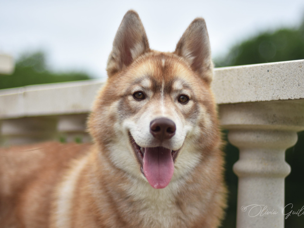 Photo 30 de Unix ultime touch the stars Du Phoenix D'Or