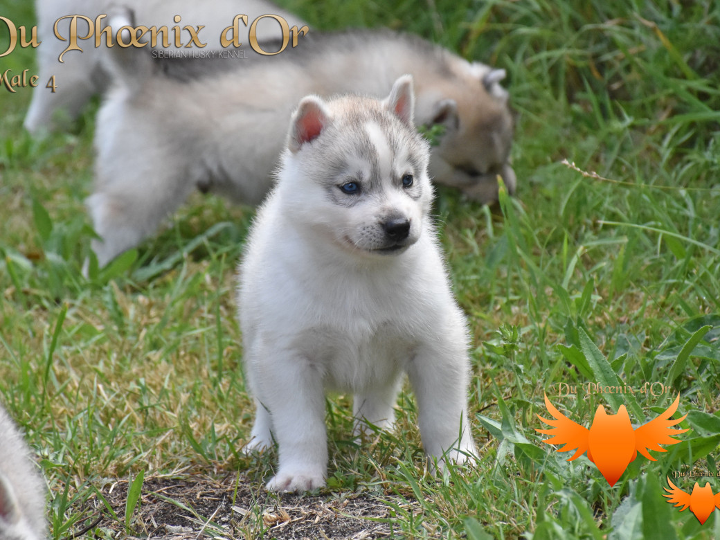 Picture of Undisclosed handsome boy du Phoenix d'or