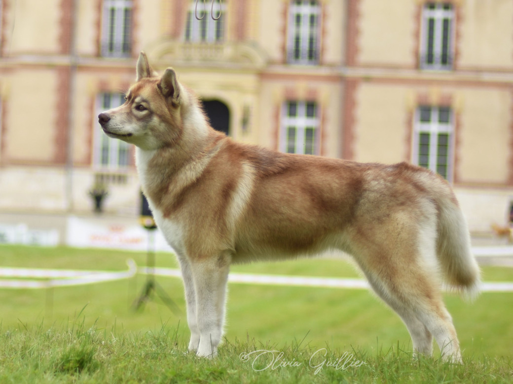 Photo 40 de Unix ultime touch the stars Du Phoenix D'Or