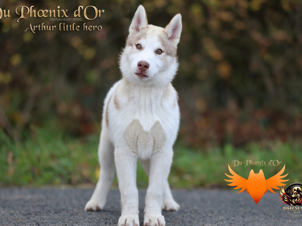 Photo 14 de Mâle 2 - Taïga x Ultra (Août 2025)