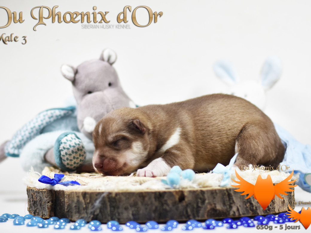 Picture of Veasley magic red du Phoenix d'or - Moon & Shiiro