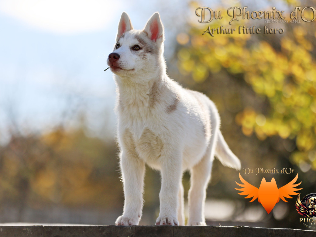 Photo 26 de Mâle 2 - Taïga x Ultra (Août 2025)