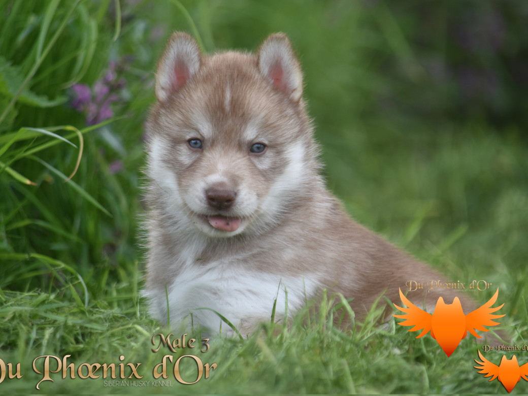 Picture of Veasley magic red du Phoenix d'or - Moon & Shiiro
