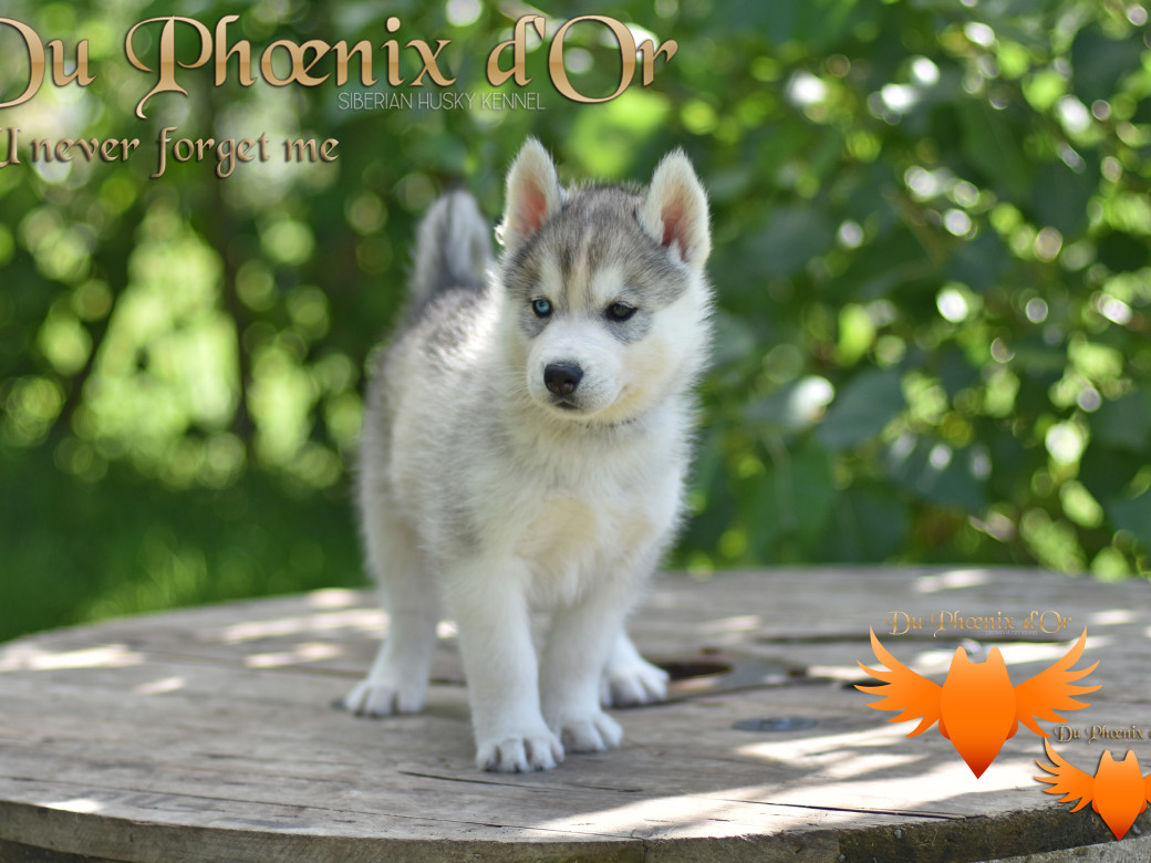 Picture of U never forget me du Phoenix d'or (Ustang)