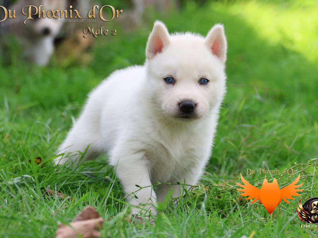 Photo 23 de Mâle 2 - Twilight x Yoshi (Août 2025)