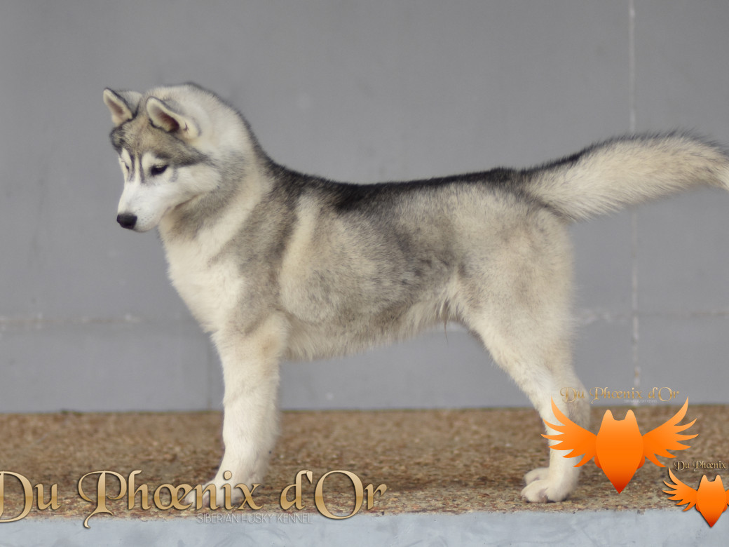 Picture of U never forget me du Phoenix d'or (Ustang)