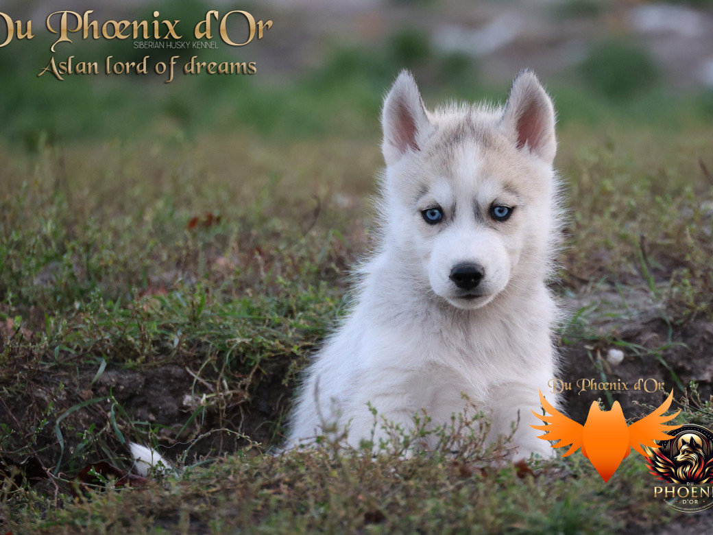 Picture of Mâle 1 - Twilight x Yoshi (Août 2025)