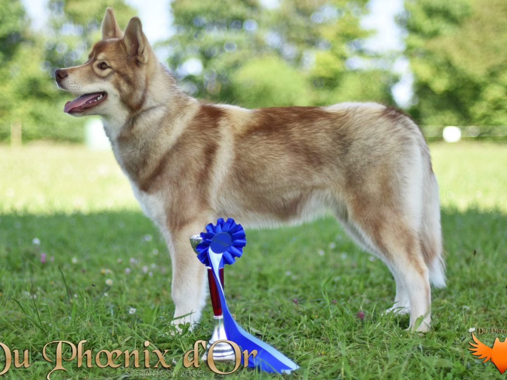 Photo 46 de Unix ultime touch the stars Du Phoenix D'Or